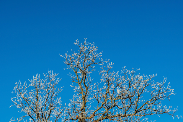 A tree in the Arkansas winter