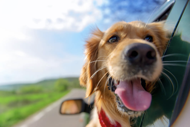 Dog enjoying the breeze with its head out the window riding in a car.